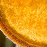 Ascopolyporus polychrous image