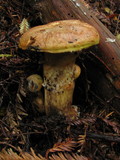 Suillus caerulescens image