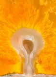 Ascopolyporus polychrous image