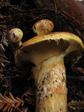 Suillus caerulescens image