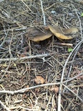 Melanoleuca evenosa image