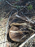 Melanoleuca evenosa image