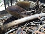 Melanoleuca evenosa image