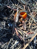 Caloscypha fulgens image