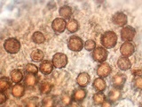 Scleroderma polyrhizum image