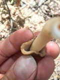 Verpa conica image