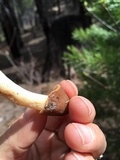 Verpa conica image
