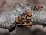 Sclerencoelia fascicularis image
