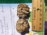 Geopora cooperi image