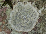 Porpidia albocaerulescens var. albocaerulescens image