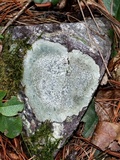 Porpidia albocaerulescens var. albocaerulescens image
