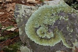 Flavoparmelia baltimorensis image