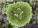 Phaeophyscia pusilloides image