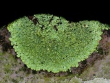 Phaeophyscia pusilloides image