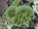 Phaeophyscia pusilloides image
