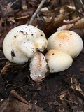 Neolentinus lepideus image