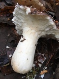 Russula vinacea image