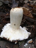 Russula vinacea image