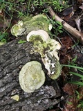 Trametes gibbosa image