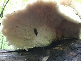 Neolentinus lepideus image