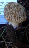 Morchella snyderi image