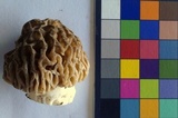 Morchella snyderi image