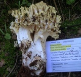 Ramaria rasilispora image