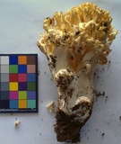 Ramaria rasilispora image
