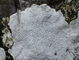 Pertusaria plittiana image