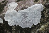 Pertusaria plittiana image