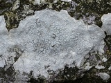 Pertusaria plittiana image