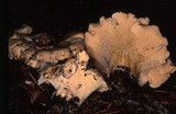 Cantharellus subalbidus image