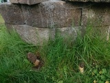 Morchella importuna image