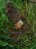 Morchella importuna image
