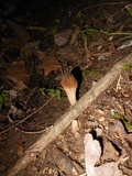 Morchella diminutiva image