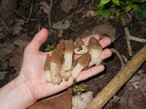 Morchella diminutiva image