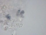 Xylobolus subpileatus image