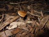 Pluteus romellii image