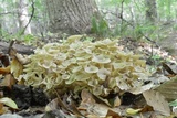 Polyporus umbellatus image