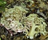 Polyporus umbellatus image