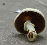 Agaricus auricolor image