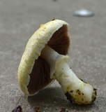 Agaricus auricolor image