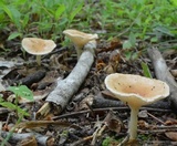 Clitocybe gibba image
