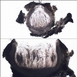 Thelopsis isiaca image