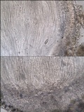 Thelopsis isiaca image