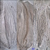 Thelopsis isiaca image