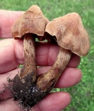 Cortinarius distans image