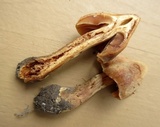 Cortinarius distans image
