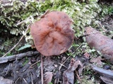 Discina ancilis image