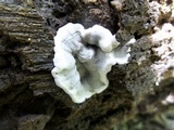 Kretzschmaria deusta image